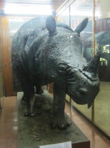 the-last-rhinoceros-in-west-java