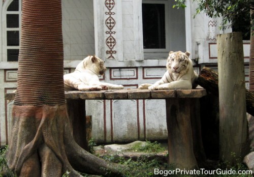 whitebengaltigers