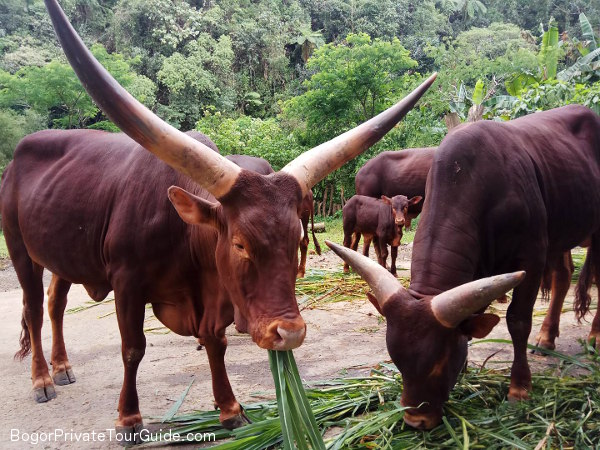 Meet Ankole-Watusi in Taman Safari - Bogor Private Tour Guide